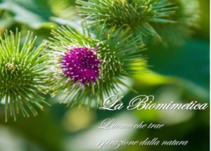 Immagine di boccioli spinosi di cardo con la scritta “La biomimetica – l’uomo che trae ispirazione dalla natura”.